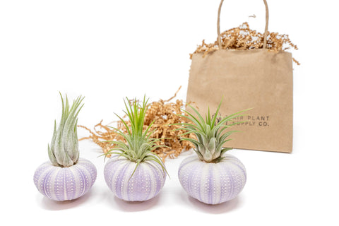 Gift wrapped purple urchins with Tillandsia air plants
