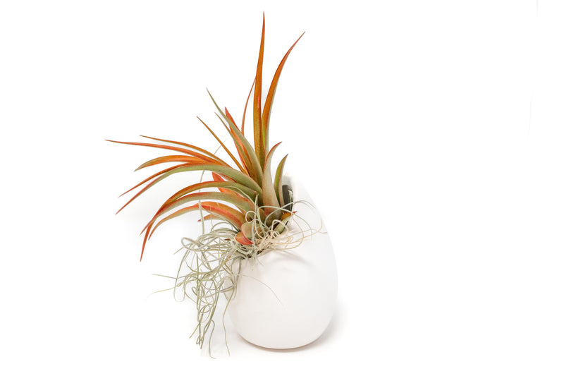 Load image into Gallery viewer, Small Ivory Ceramic Vase with Tillandsia Red Abdita and Spanish Moss
