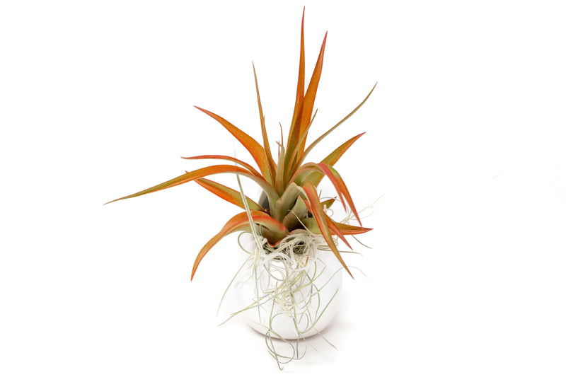 Load image into Gallery viewer, Small Ivory Ceramic Vase with Tillandsia Red Abdita and Spanish Moss
