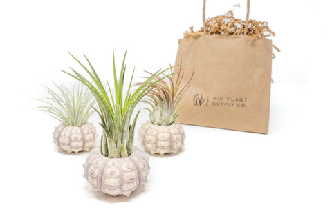 Gift wrapped Sputnik urchins with Tillandsia air plants