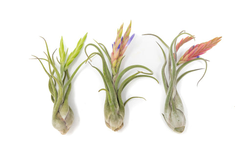Tillandsia Caput Medusae Air Plants, additional product view 2