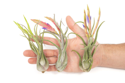 SALE - Tillandsia Caput Medusae Air Plants - Set of 10 or 20 - 70% Off, additional product view 2