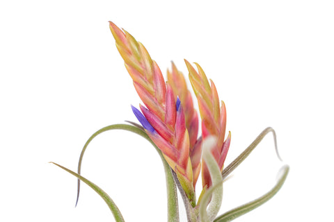 SALE - XL Tillandsia Caput Medusae - Set of 5 or 10 Air Plants - 50% Off, additional product view 2