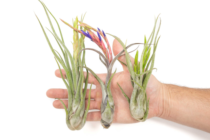 Load image into Gallery viewer, Large Tillandsia Caput Medusae Air Plants / 5-8 Inch Plants
