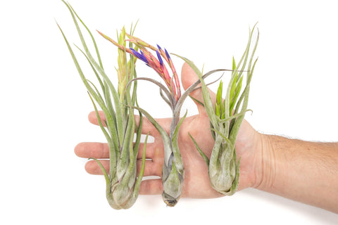 Large Tillandsia Caput Medusae Air Plant