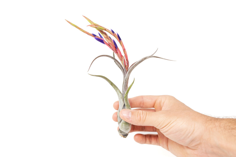 Load image into Gallery viewer, Large Tillandsia Caput Medusae Air Plants / 5-8 Inch Plants
