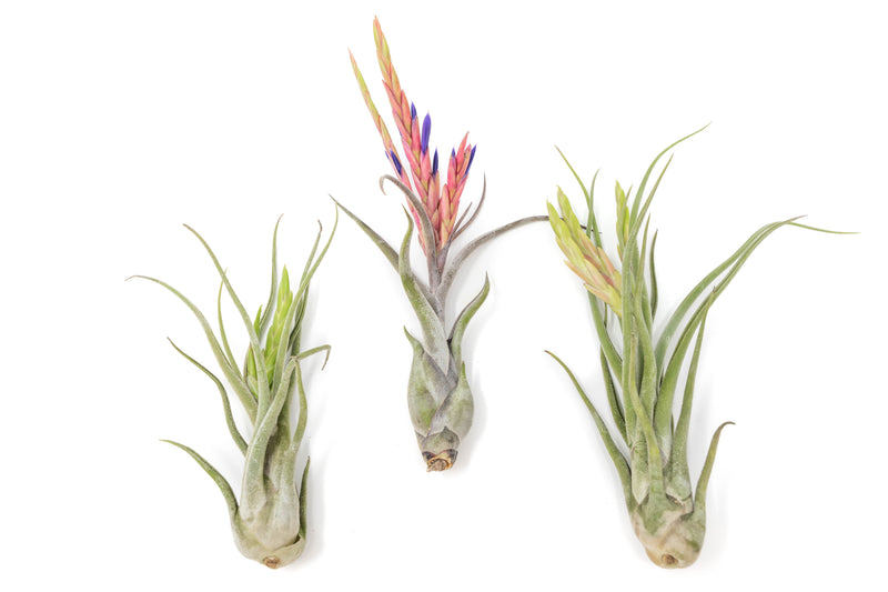 Load image into Gallery viewer, Large Tillandsia Caput Medusae Air Plants / 5-8 Inch Plants
