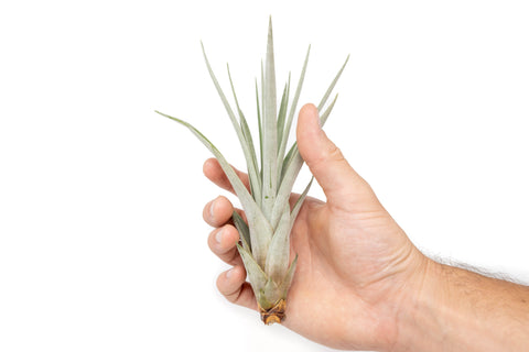 Tillandsia Fasciculata Tricolor Golden Torch