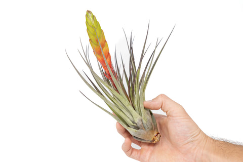 Large Tillandsia Fasciculata Golden Torch