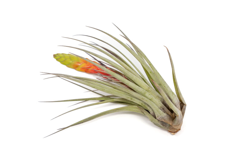 Load image into Gallery viewer, Tillandsia Fasciculata Tricolor Golden Torch Air Plants

