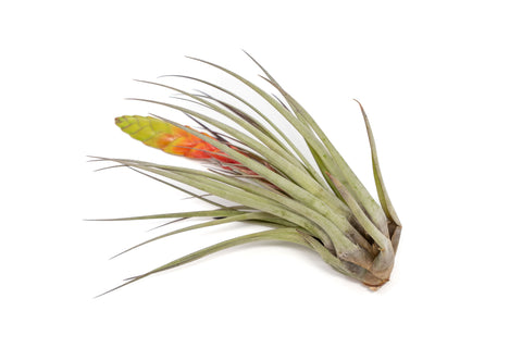 Large Tillandsia Fasciculata Tricolor Golden Torch Air Plants, additional product view 2