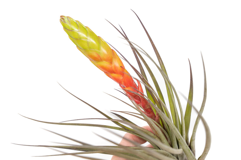 Load image into Gallery viewer, Tillandsia Fasciculata Tricolor Golden Torch Air Plants

