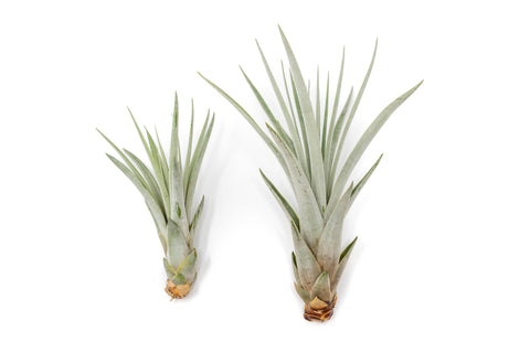 Tillandsia Fasciculata Tricolor Golden Torch Air Plants, additional product view 2