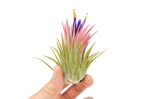 Large Tillandsia Ionantha Rubra Set