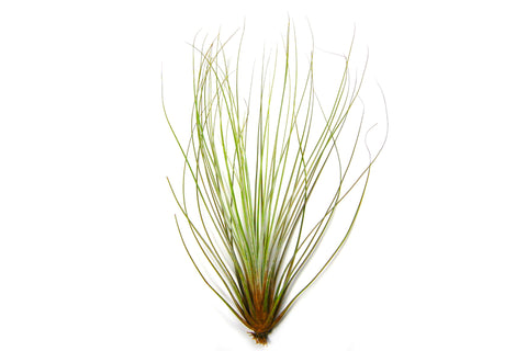 Large Tillandsia Juncifolia Air Plant