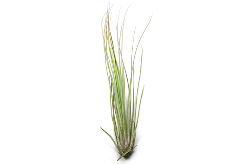Large Tillandsia Juncifolia Air Plants / 8-12 Inch Plants, additional product view 2