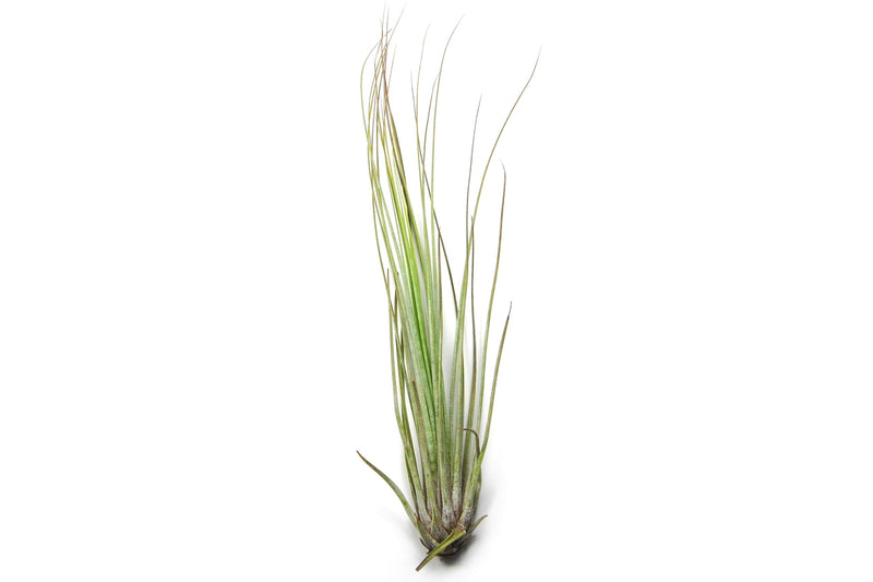 Load image into Gallery viewer, Tillandsia Juncifolia Air Plants
