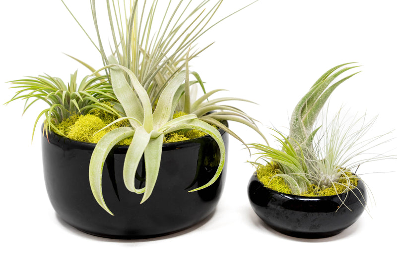 Load image into Gallery viewer, Large Fully Assembled Air Plant Bowl Garden
