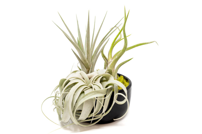 Load image into Gallery viewer, Large Fully Assembled Air Plant Bowl Garden
