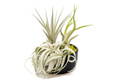 Large Tillandsia Air Plant