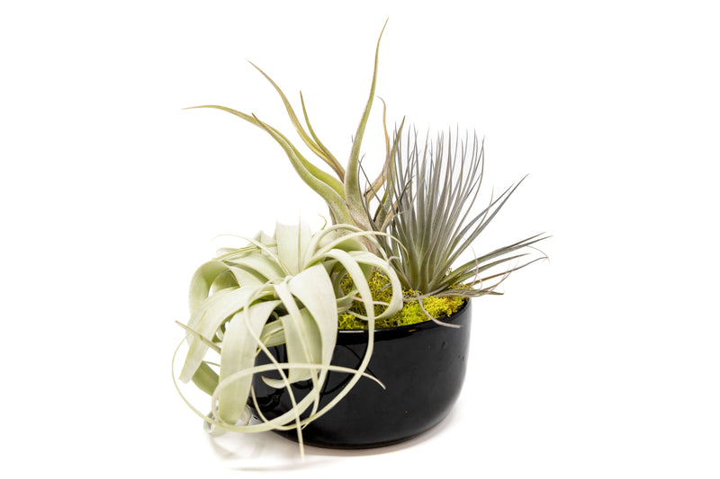 Load image into Gallery viewer, Large Fully Assembled Air Plant Bowl Garden
