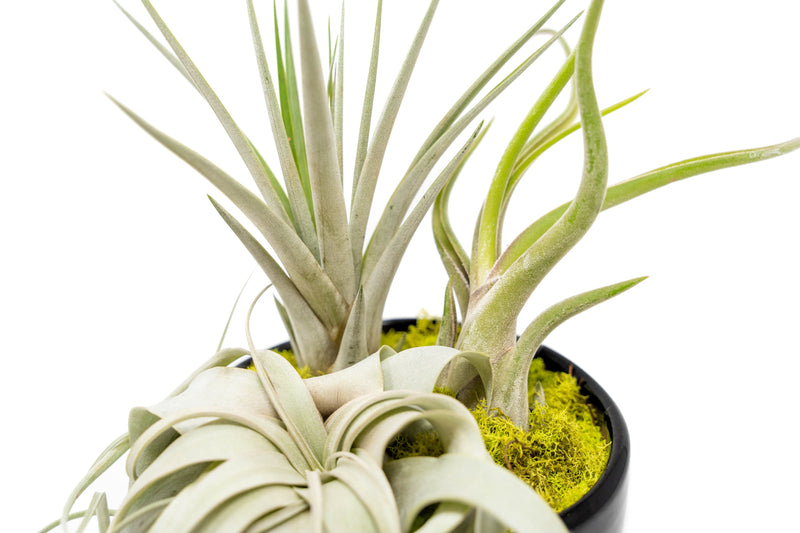 Load image into Gallery viewer, Large Fully Assembled Air Plant Bowl Garden
