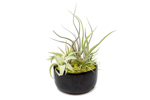 Large Fully Assembled Air Plant Bowl Garden, additional product view 2