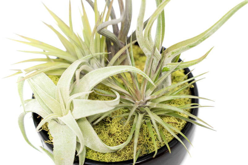 Load image into Gallery viewer, Large Fully Assembled Air Plant Bowl Garden
