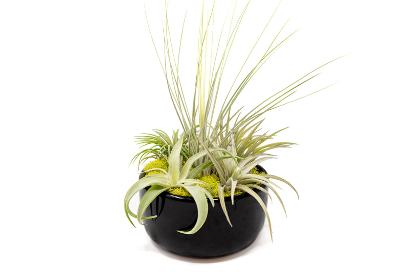 Load image into Gallery viewer, Large Fully Assembled Air Plant Bowl Garden
