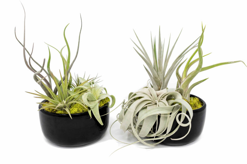 Load image into Gallery viewer, Large Fully Assembled Air Plant Bowl Garden
