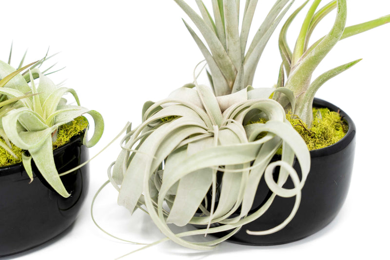Load image into Gallery viewer, Large Fully Assembled Air Plant Bowl Garden
