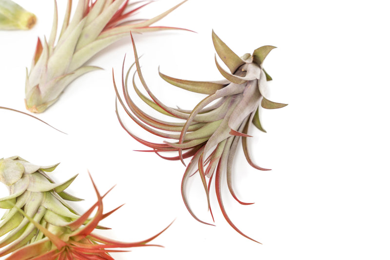 Load image into Gallery viewer, Large Tillandsia Red Abdita Air Plants / 5-6 Inch Plants
