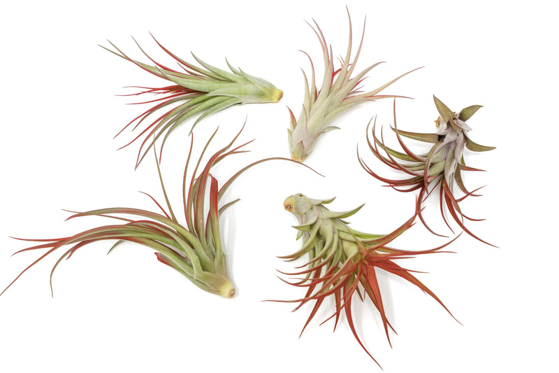 Load image into Gallery viewer, Large Tillandsia Red Abdita Air Plants / 5-6 Inch Plants
