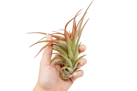 Large Tillandsia Red Abdita Air Plants / 5-6 Inch Plants, additional product view 2