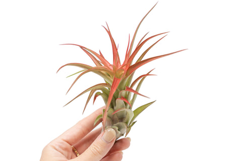 Large Tillandsia Red Abdita Air Plant