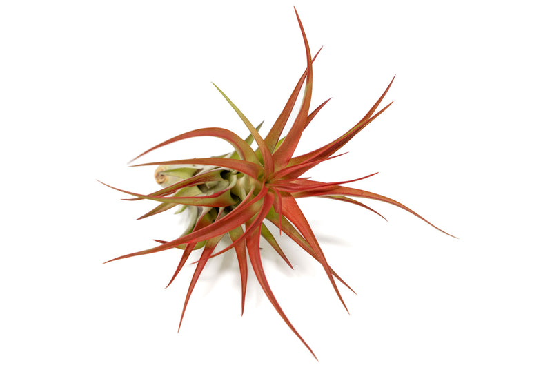 Load image into Gallery viewer, Large Tillandsia Red Abdita Air Plants / 5-6 Inch Plants
