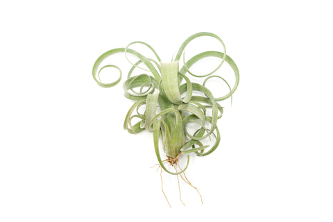 Tillandsia Curly Slim Air Plant