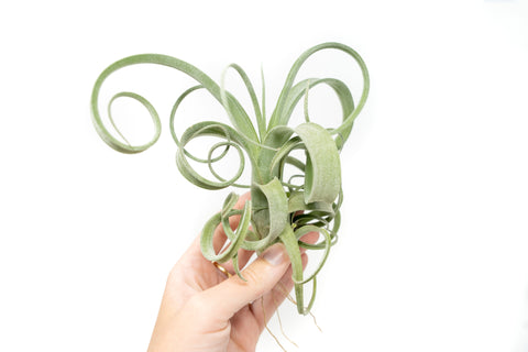 Tillandsia Curly Slim (T. Intermedia x T. Streptophylla) Air Plant, additional product view 2