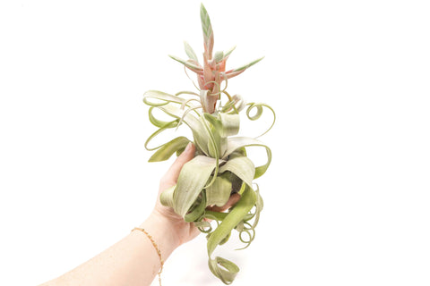 Tillandsia Streptophylla Air Plants - Multiple Sizes, additional product view 2