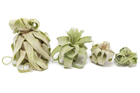 Tillandsia Streptophylla Air Plants Multiple Sizes
