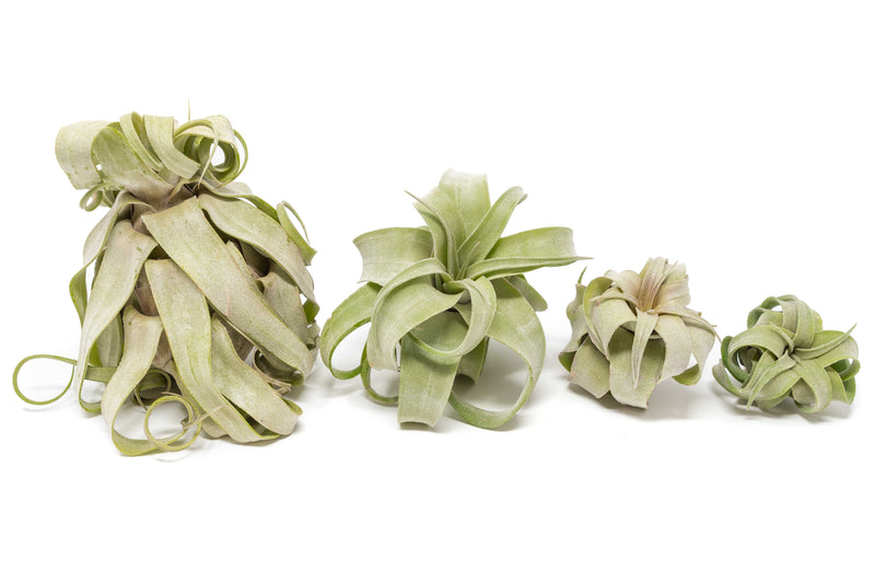 Load image into Gallery viewer, SALE - Tillandsia Streptophylla Air Plants - Set of 3 or 6 - 30% Off
