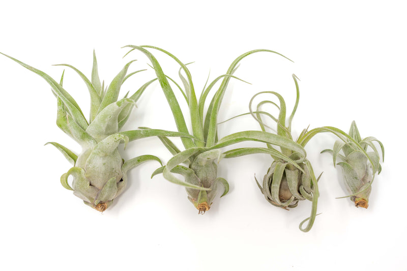 Load image into Gallery viewer, SALE - Tillandsia Streptophylla Air Plants - Set of 3 or 6 - 30% Off
