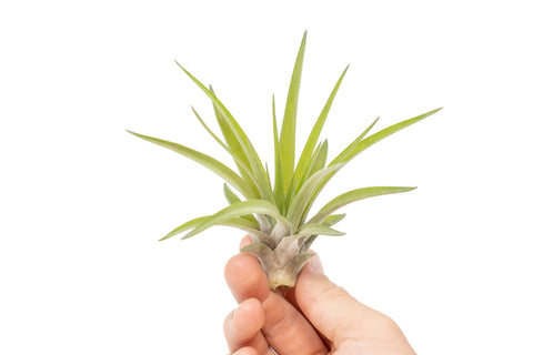 Large Tillandsia Velutina Air Plant