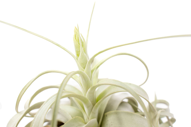 Load image into Gallery viewer, Spectacular Jumbo Tillandsia Xerographica / 8+ Inches Wide
