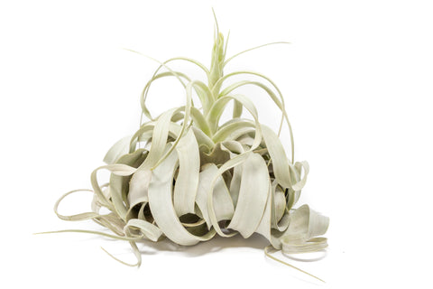 Spectacular Jumbo Tillandsia Xerographica / 8+ Inches Wide, additional product view 2
