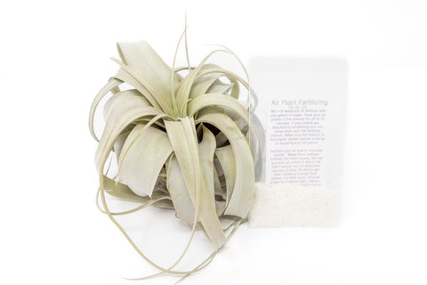Large Tillandsia Air Plant