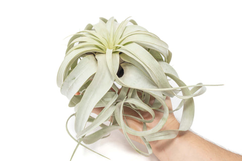 Tillandsia Xerographica Air Plants - Multiple Sizes, additional product view 2
