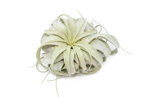 Large Tillandsia Xerographica / 6-8 Inches Wide, additional product view 2