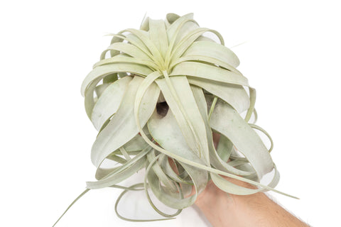 Large Tillandsia Xerographica + 1 Year Air Plant Fertilizer Pack, additional product view 2