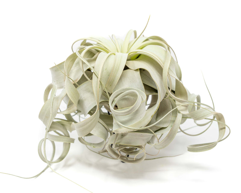 Load image into Gallery viewer, Special Curly Tillandsia Xerographica - Limited Quantities / 6-8 Inches Wide
